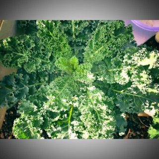 💚🌱เมล็ดพันธุ์คะน้าเคลใบหยิก จำนวน 50 เมล็ด ปลูกง่าย โตไว ใบหยิก