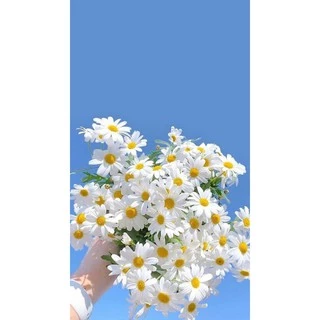 เมล็ดพันธุ์ ดอกเดซี่ สีขาว100 เมล็ด White Daisy Silver Princess Seed เมล็ดพันธุ์แท้ ปลูกง่าย ไม่กลายพันธุ์