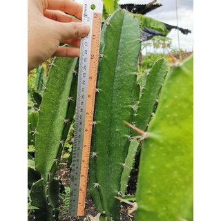 คัดตอคุณภาพดี ตอสามเหลี่ยม​ 12 นิ้ว ตัดสด Cactus แคคตัส กระบองเพชร ราคาถูก​ สามเหลี่ยม​ 3เหลี่ยม ตอ ตลาดตอ ตอกราฟ