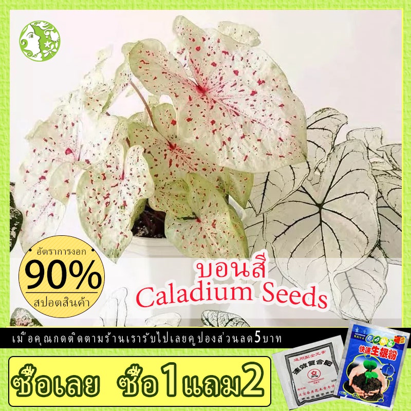 บอนสี 100pcs/bag Caladium Seeds บอนสีลูกไม้ ต้นไม้มงคลสวยๆบอนสีแปลกๆ เมล็ดบอนสีแท้ บอนสีหายากสวยๆ ไม้ประดับมงคล หัวบอนส