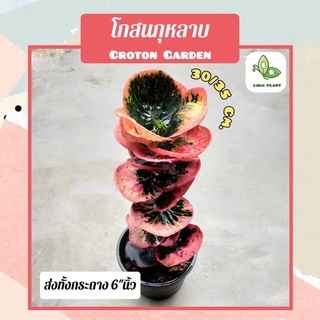 ต้นโกสนกุหลาบ Croton Garden 30/35Cm. (ไม้มงคล) (ส่งทั้งกระถาง)