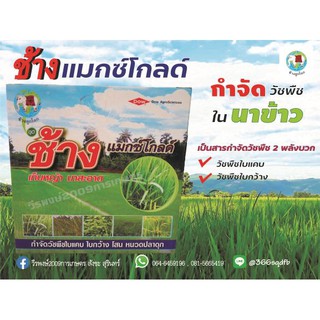 ช้างเเมกซ์โกลด์  ,  สิงห์โฟกัสเอ็กซ์ตร้า (ยาฆ่าหญ้าใน นาข้าว) ยากำจัดวัชพืชในนาข้าว