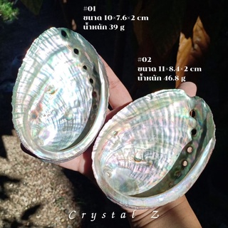 Abalone shell | เปลือกหอยอะบาโลน ขนาด 10 cm 🐚🌈 หรือ #เปลือกหอยเป๋าฮื้อ