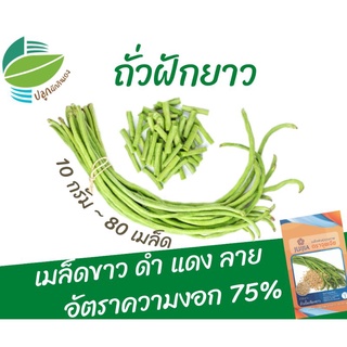 ถั่วฝักยาว 4 ชนิด (Longyard​ Bean)​