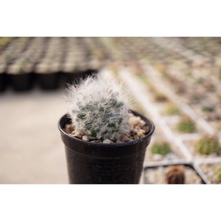 กระบองเพชร แมมขนแมว Mammillaria Bocasana ดอกสีขาวเส้นสีชมพู