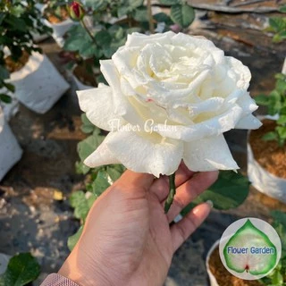 F509 กุหลาบ โป๊ป Pope John Paul สีขาวดอกใหญ่ หอมแรงมาก เลี้ยงง่าย *ติดดอก