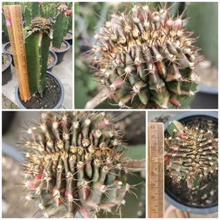 ยิมโนคริสด่าง Gymnocalycium cristata ยิมโนคริสต้าต้าด่าง ยิมโนด่าง คริสด่าง คริสต้าต้าด่าง Cactus แคคตัส กระบองเพชร