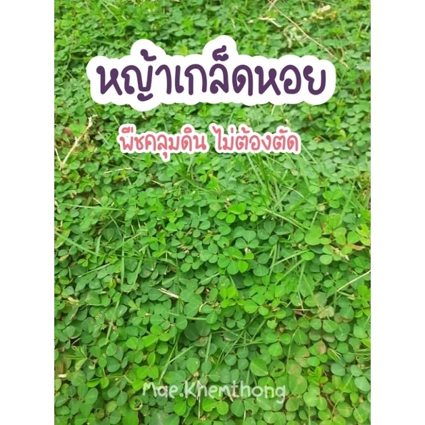 หญ้าเกล็ดหอย พืชคลุมดิน มัดละ 50฿(หนัก 250 กรัม)