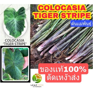 ของเเท้100% Colocasia tiger stripe บอนเสือโคร่ง ตัดเหง้าส่ง โคโลคาเซีย ไทเกอร์ สตริป