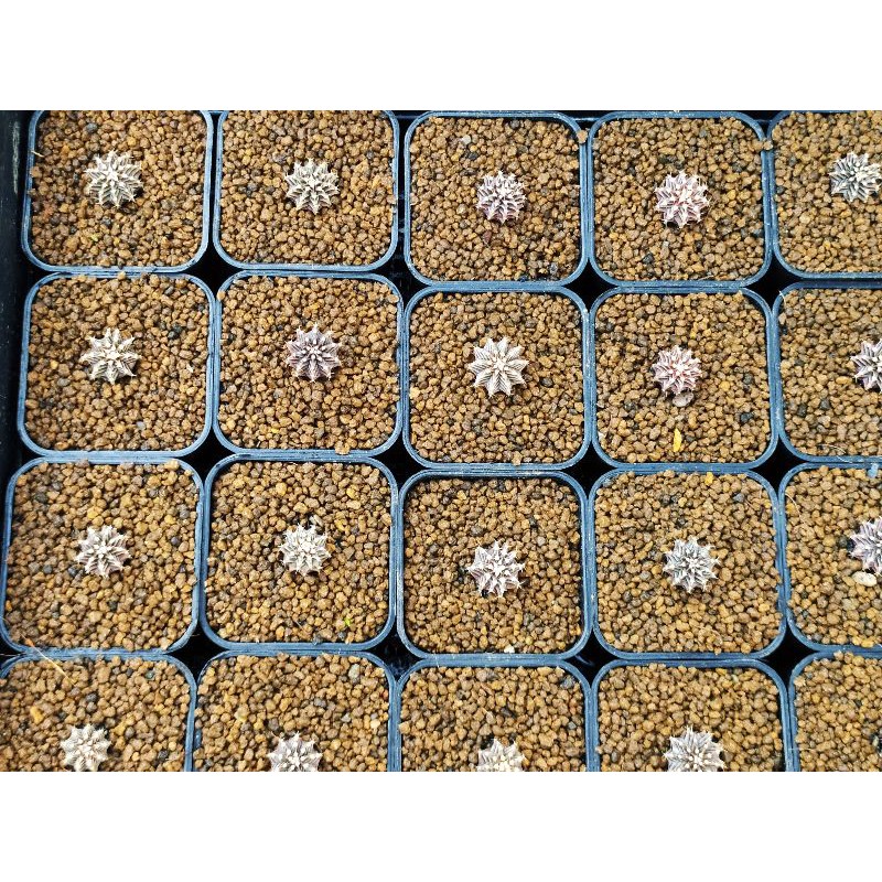 Vos1241 แท้ เพาะเมล็ด ไซส์ 2-2.5cm #มีเก็บเงินปลายทาง