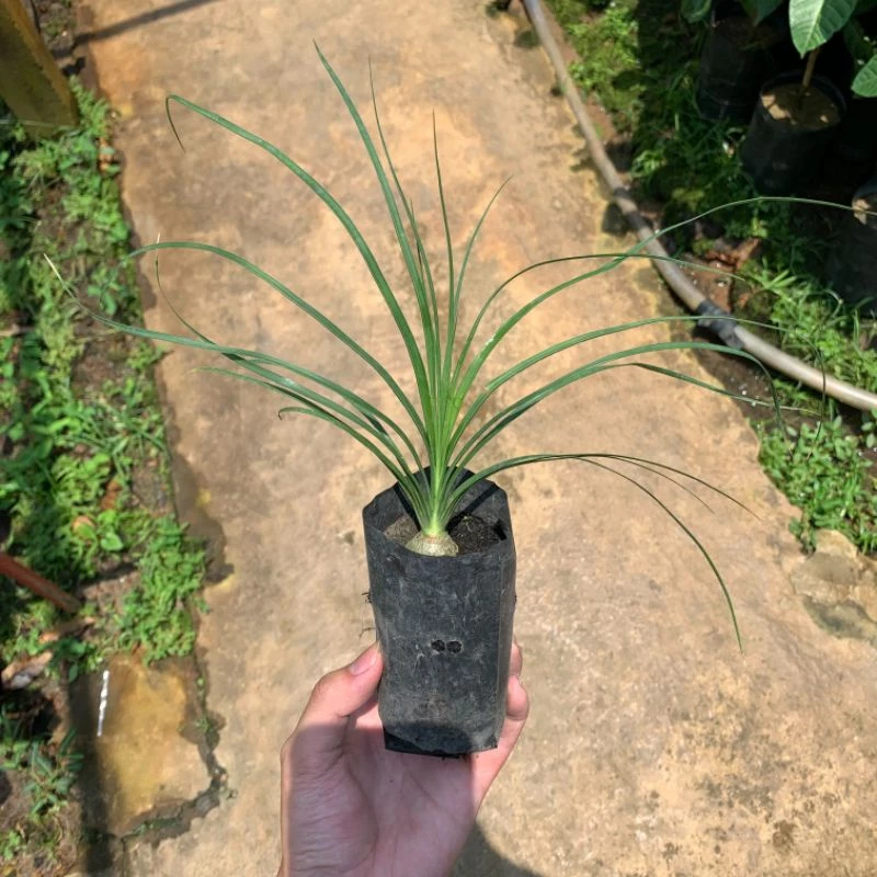 ต้นกล้าแซ่ม้า พันธุ์นอก (Beaucarnea recurvata) 🌱 สูง 18-20 ซม. ใบเรียวกว่าทั่วไปสวยมาก