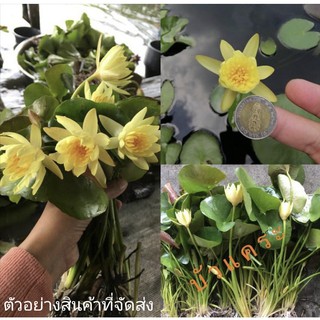 (ขาย ต้นพันธุ์) ดอก ต้น บัวแคระจิ๋ว สี เหลือง สด บัว ต้นบัว ดอกบัว Lotus tree