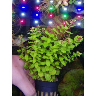 Rotala macrandra - โรทาล่ามาครานด้าเขียว พร้อมปลูก ต้นไม้น้ำ ต้นไม้น้ำตกแต่งตู้ปลา ไม้น้ำตกแต่งตู้ปลา