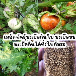 เมล็ดพันธุ์มะเขือกินได้ มะเขือขม กินได้ทั้งใบและผล 50 เมล็ด