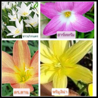 บัวดิน คละสี4สี20หัวแยกสีให้(ขนาดหัวให้ดอก).   ปลูกง่าย ทนสภาพแล้ง บัวดิน หัวบัวดิน สีขาว สีเหลือง สีส้ม สีเหลือง