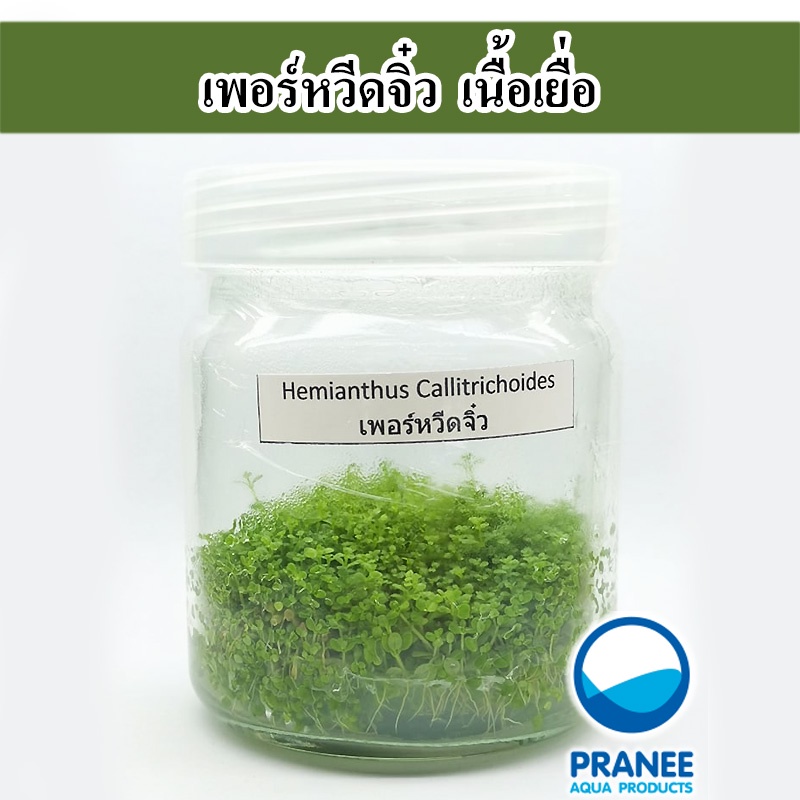 เพิลหวีตจิ๋ว เนื้อเยื่อ (ต้นไม้น้ำ)