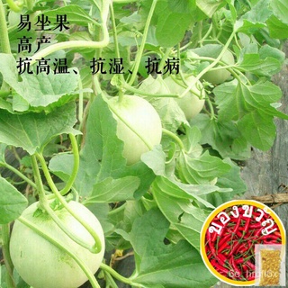 Biji Benih Tembikai Susu Jepun Manis (12 Seeds )/日本甜瓜 เมล็ด /Honeydew Japan Seeds花园/内裤/裙子/向日葵/玫瑰/园艺/帽子/儿童/seeds/鲜花/ OZSE