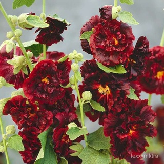 【Wholesale】2000 double hollyhock seedsฮอลลี่ฮอลลี่สองกลีบตัดดอกไม้ฮอลลี่ฮอลลี่ฮอลลี่สองกลีบฤดูใบไม้ผลิและฤดูใบไม้ร่วง O9