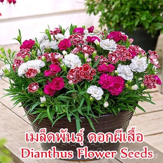 ขายดี สวนครัว/200Pcs เมล็ดพันธุ์ ดอกผีเสื้อ Colorful Sweet William Dianthus Flower Seeds ไม้ประ/อินทรีย์ คละ สวนครัว ดอก