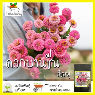 เมล็ดพันธุ์ ดอกบานชื่น สีชมพู 100 เมล็ด Pink Luminosa Zinnia เมล็ดพันธุ์แท้ นำเข้าจากต่างประเทศ ปลูกผัก สวนครัว ถูกดี