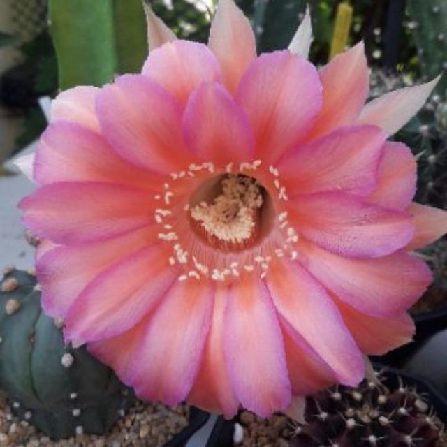 Cake Cactus Farm กระบองเพชร Echinopsis อิชินอป G53 ดอกสีชมพูโอรสขลิบม่วง