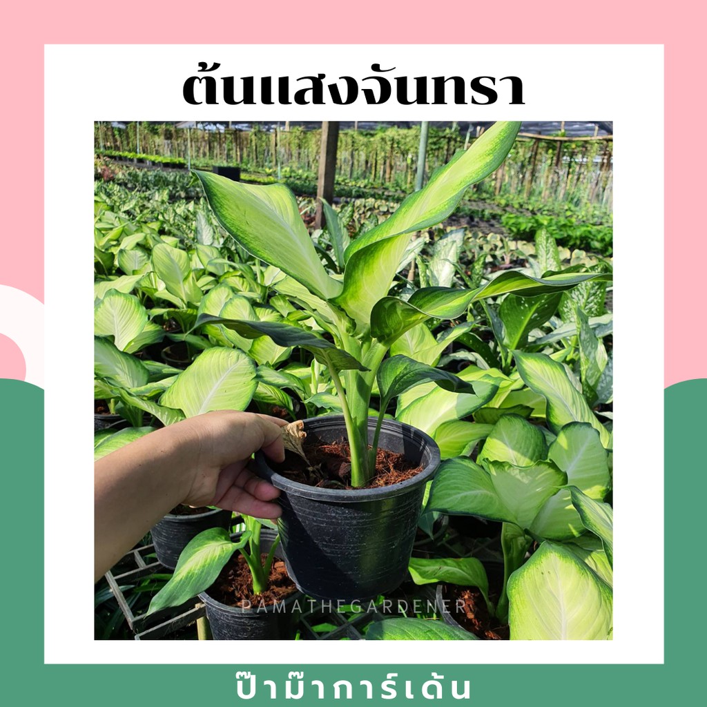 มุมมอง 2