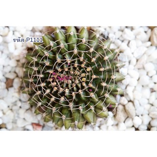 แคคตัส ยิมโนคาไลเซียม ฯ คริสตาต้า (Gymnocalycium mihanovichii cristata)