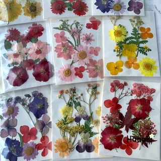 [พร้อมส่ง]Setดอกไม้จริงทับแห้ง Pressed Flowers💐