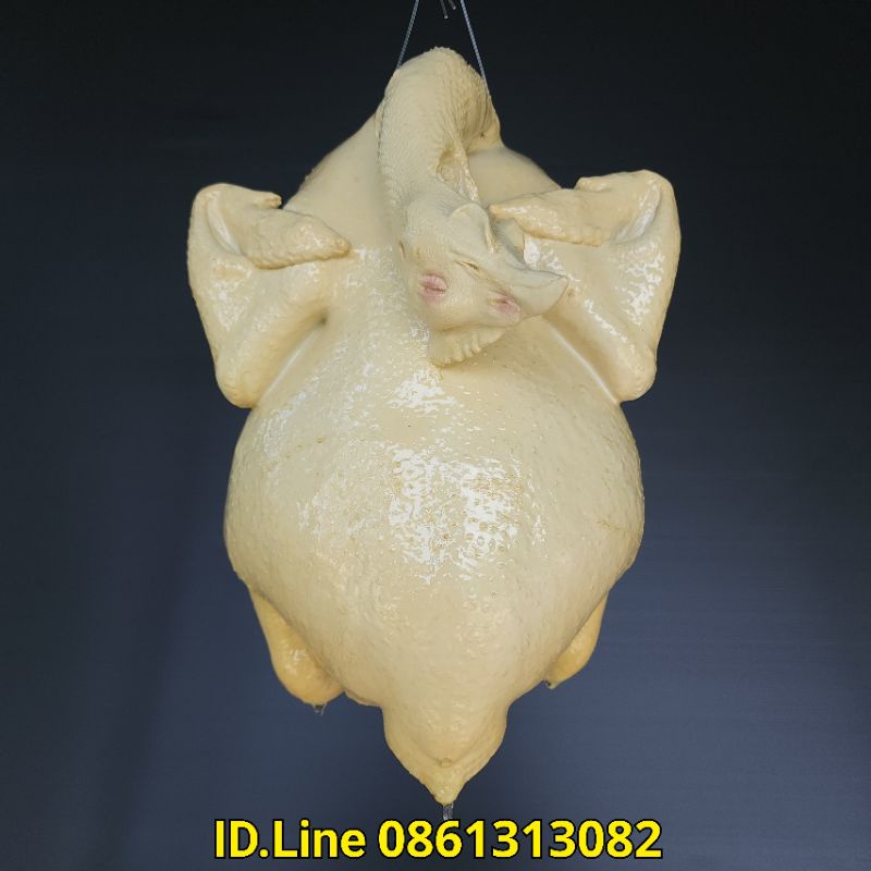ไก่ปลอม ขนาด 4 โล แบบขาว ตัวละ 965 บ. กว้าง 21 ยาว 30 cm ไก่เรซิ่น ไก่ต้มปลอม โมเดลไก่ ไก่เทียม ไก่จำลอง ไก่ตอนปลอม ไก่