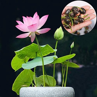 7 เมล็ด เมล็ดบัว สีชมพู ดอกใหญ่ สายพันธุ์เมล็ดบัว ดอกบัว Lotus seeds.