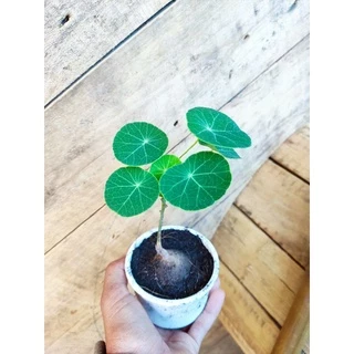 บัวบกโขด ไม้ฟอกอากาศยอดนิยม🎉มีใบทุกต้นคะ🌱