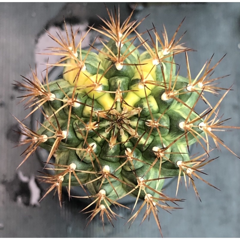 แคคตัส ยิมโน มาร์เบิ้ล marble cactus ไม้กราฟ จำนวน 1 ต้น