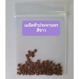 เมล็ดดอกไม้ เมล็ดฟ้าประทานพรสีขาว 100 เมล็ด ต้อยติ่งเทศ ต้อยติ่งฝรั่ง สีขาว