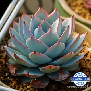 【Ready stock】สำนักงานป้องกันรังสีพืชอวบน้ำระเบียงกระถางต้นไม้สีเขียว Succulent  GSTT