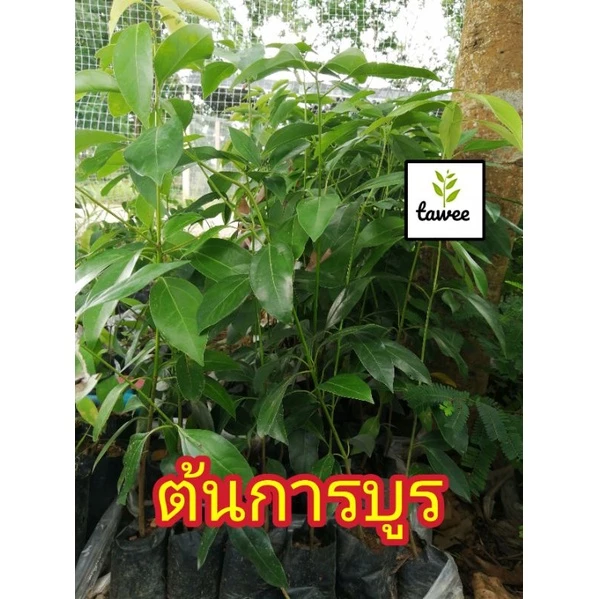 ต้นการบูร สูง 10-15 ซม. พรมเส็ง เจียโล่ ต้นอบเชยญวน