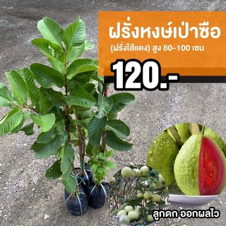 ฝรั่งหงเป่าซือ (จำนวน 1 ต้น)