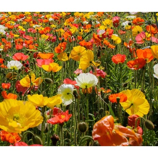 ไอซ์แลนด์ป็อปปี้ papaver nudicaule iceland poppy 1000 เมล็ด นำเข้าอังกฤษ