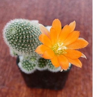 Cake Cactus Farm กระบองเพชร Rebutia fabrisii รีบูเทีย ฟาบริซิอาย ดอกส้มแสด