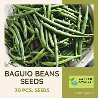 BAGUIO BEANS SEEDS (20pcs seeds) HYBRID/EASY TO GROW/HIGH YIELDING母婴/男装/文胸/裙子/内裤/手链/帽子/头饰/木瓜/seeds/ 3EMX