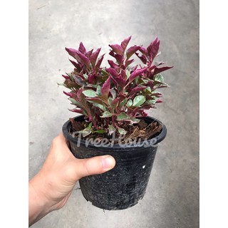 เกล็ดทับทิม กระถาง 6 นิ้ว / Alternanthera sp. Pot6