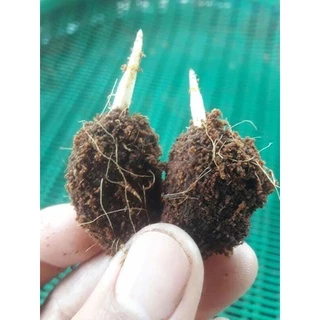 🍀เมล็ดงอกโกโก้ พร้อมปลูก พันธุ์ชุมพร1 เมล็ดละ 1-2 บาท พร้อมเมล็ดแถม อายุต้นพันธุ์ 30++🍀