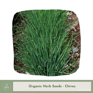 [Go Green] Chives Seeds - Organic Herb Seeds上衣/园艺/木瓜/玫瑰/手链/生菜/头饰/seeds/裙子/文胸/ XWQ3