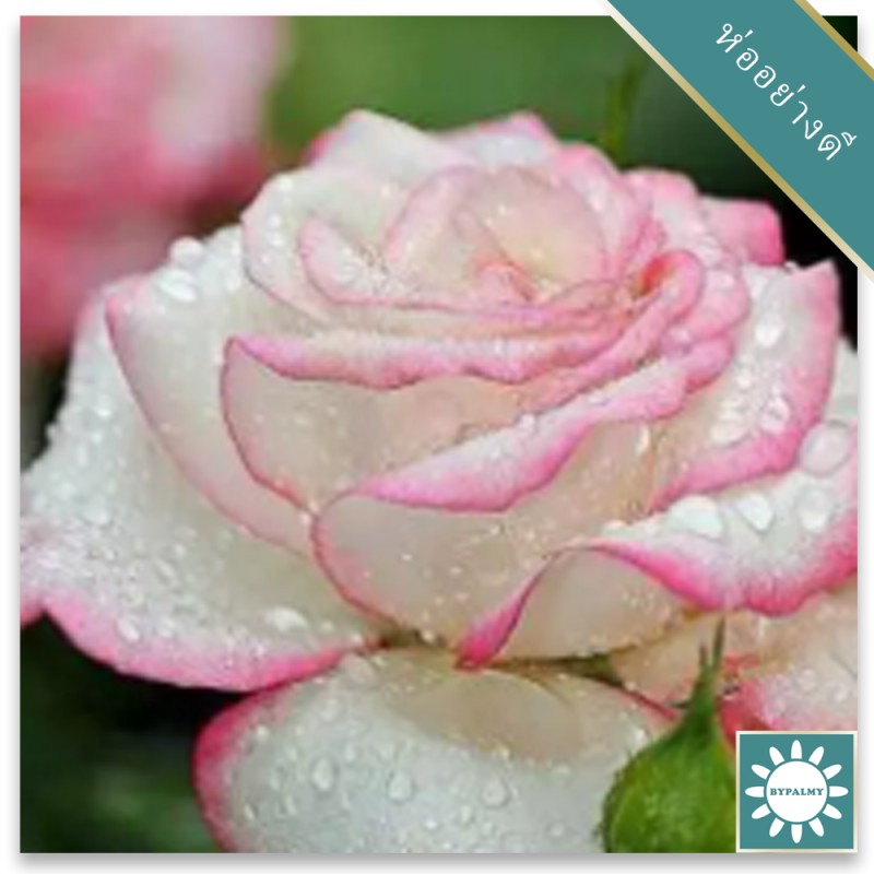 20 เมล็ด เมล็ดพันธุ์ กุหลาบ White Pink Rose Rose Seeds