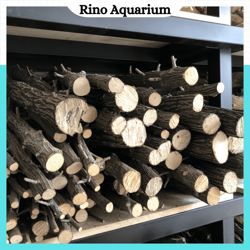 Tach Sung Driftwood เชี่ยวชาญในการจัดรูปแบบป่าสําหรับพิพิธภัณฑ์สัตว์น้ําที่สวยงาม
