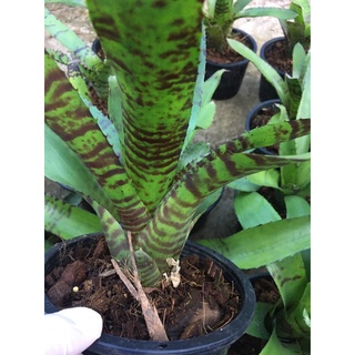 หน่อ-Neo Tiger Hybrid # สับประรดสี# Bromeliad #ต้นไม้สวยงาม# ไม้ประดับ# ตกแต่งสวน# ปลูกตกแต่งบ้านหรือคอนโด# ไม้มงคล