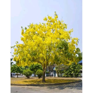 ต้นคูนเหลืองต้นละ80บาท
