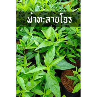 ฟ้าทะลายโจร ต้นพันธุ์ แข็งแรงใบเยอะ พร้อมลงดิน ทนแล้ง ทนโรค ต้นฟ้าทะลายโจร