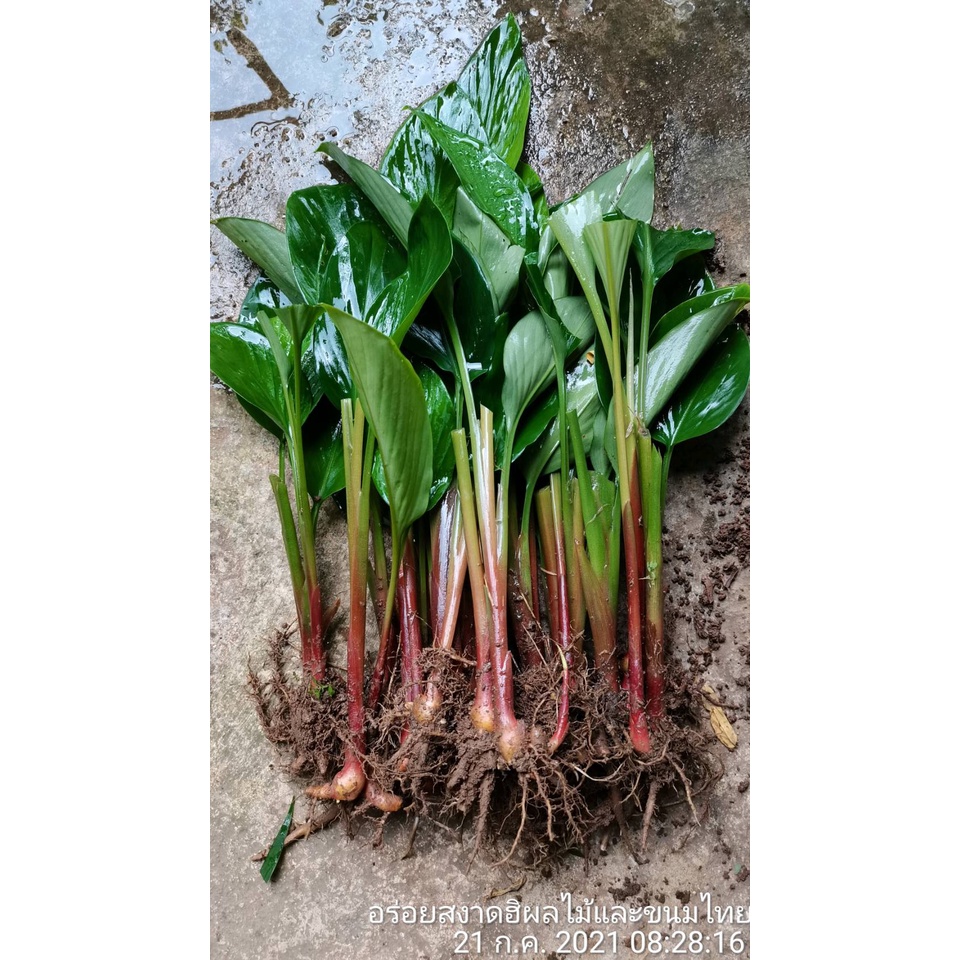 ต้นกระชายขาวพร้อมปลูก ต้นละ5บาทขุดจากแปลงรากเยอะต้นใหญ่ รูปที่ 2
