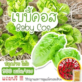 เมล็ดพันธุ์เบบี้คอส 300เมล็ด อัตราการงอก95% ปลูกง่าย โตไว(แถมฟรี เมล็ดดอกทานะตะวันจิ๋ว 50เม็ด)木瓜/seeds/通心菜/香菜/种子/芹菜/手链/鲜