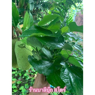 ผักอีเลิด ต้นชะพลู 1 กำใหญ่ (40 ต้นมีแถมด้วย) - (Piperaceae) ผักอีเลิศ ผักนางเลิศ ผักคุณเลิศ ต้นชะพลู ใบชะพลูใบช้าพลู...